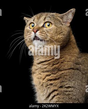 Erwachsene graue Katze Scottish Straight sitzt auf schwarzem Hintergrund. Stockfoto