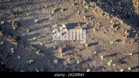 Junge Rettichsprossen wachsen im Garten auf einem Beet auf offenem Boden, das Konzept des Anbaus von Bio-Gemüse Stockfoto
