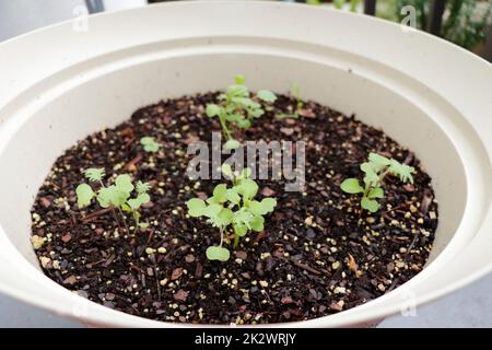 Mesclun-Gemisch-Salat-Setzlinge wachsen in einem beigen Pflanzgut-Nahaufnahme. Stockfoto