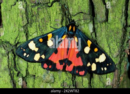 Scharlachrote Tigermotte, Panaxia Dominula, eine bunte Motte Stockfoto