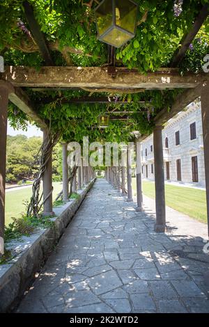 Ein sehr schöner grüner Korridor aus Webbäumen, ein natürlicher Tunnel. Reisen, Tourismus. Stockfoto