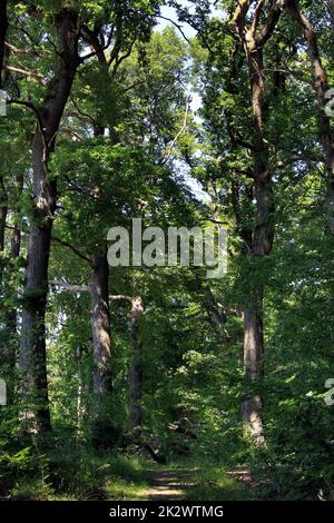 Laubwälder im Sommer mit Eichen und Buchen gemischt Stockfoto