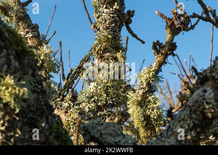 Eichenmoos auf einem alten Apfelbaum, Burwash, East Sussex, England. Evernia prunastri Stockfoto