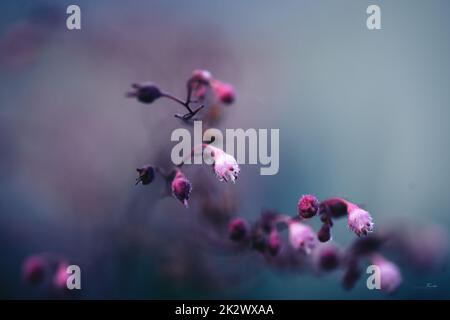 Eine Nahaufnahme von hübschen kleinen rosa Alumroot-Blumen, die in einem nebligen Wald an einem düsteren Morgen wachsen Stockfoto