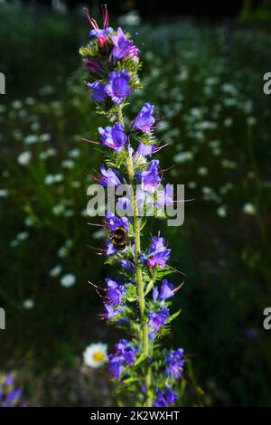 Die gewöhnliche Viper auf einer blühenden Wiese im Juni Stockfoto