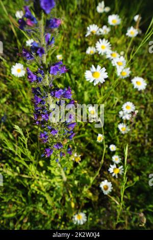 Die gewöhnliche Viper auf einer blühenden Wiese im Juni Stockfoto