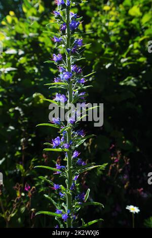 Die gewöhnliche Viper auf einer blühenden Wiese im Juni Stockfoto