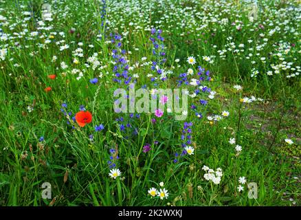 Die gewöhnliche Viper auf einer blühenden Wiese im Juni Stockfoto