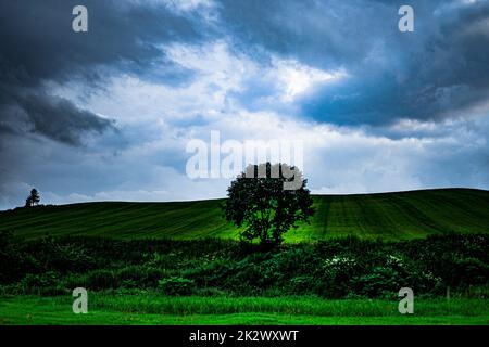 Hokkaido mit Grasland und Bäumen Silhouette Stockfoto