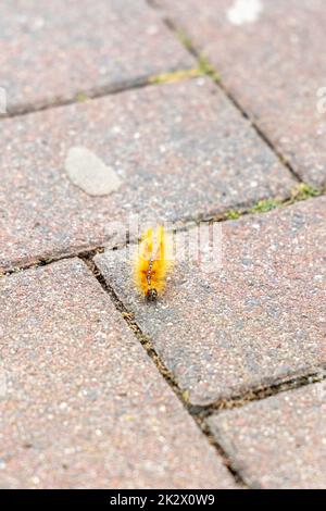 Die Raupe der Ahorneule, Acronicta aceris, auf einem Fußweg. Stockfoto