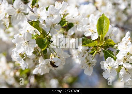 Eine Biene sammelt Pollen in Blüten eines sauren Kirschbaums. Stockfoto