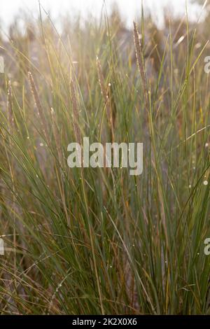 Dünengras als Schutz für die Dünen und auch Lebensraum für Tiere und Insekten. Stockfoto