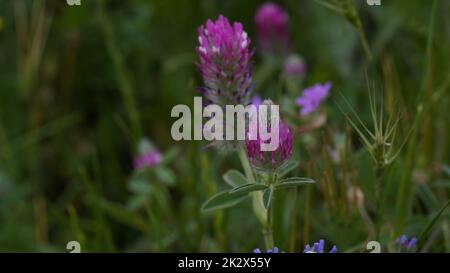 Rosa Kleeblatt blüht auf dem Feld zwischen dem Gras. Kleeblatt auf der Wiese, schöne Natur im Frühling Stockfoto