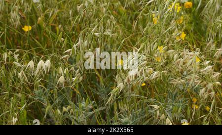 Haferwiese (Avena sativa), Feld im Frühjahr als Getreide angebaut, manchmal auch der gewöhnliche Hafer genannt Stockfoto