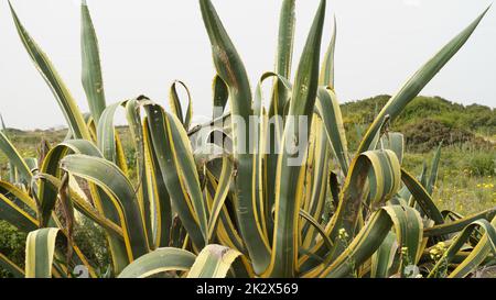 Agave americana, die gebräuchlichen Namen Wacholderpflanze, Jahrhundertpflanze, Maguey oder amerikanische Aloe wächst in Israel wild Stockfoto