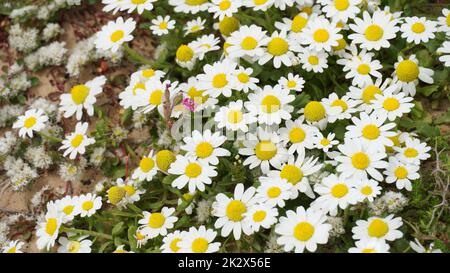 Falsches Mayweed oder Seemaikraut - Tripleurospermum Maritimum. Wilde Kamille, Mayweed, falsche Kamille und Baldrs Wimpern sind die Art von Tripleurospermum Stockfoto