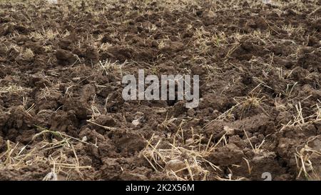 Agrarland vor kurzem gepflügt und für die Ernte vorbereitet Stockfoto