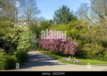 Japanische Kirsche Blüte im Frühjahr Stockfoto