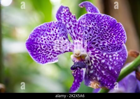 Orchideenblume, Vanda Coerulea Stockfoto