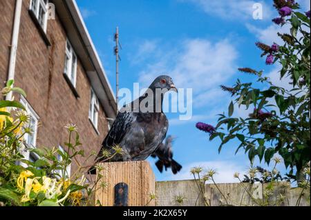 Feral Pigeon ( Columba livia domestica ), auch Stadttauben genannt, die auf einem Gartenzaun in Brighton in Großbritannien thront Stockfoto