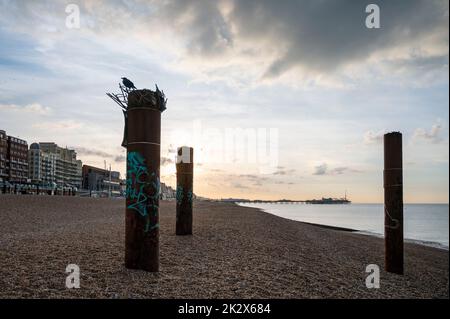 Eine Krähe, die auf einer der rostigen Säulen des verwüsteten West Pier am Strand von Brighton sitzt Sussex, UK-Foto von Simon Dack Stockfoto
