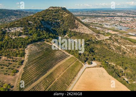 Panorama-Luftaufnahme der reifenden Traubenfelder während der Sommersaison. Weiße Traube für Wein. Einige Wochen vor der Ernte. Traubenfelder Stockfoto