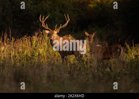 Hirsch und Hirsch stehen auf einer von der Abendsonne beleuchteten Wiese Stockfoto