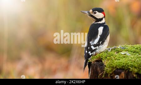 Buntspecht, der im Herbst auf einem mit grünem Moos bedeckten Stumpf sitzt Stockfoto