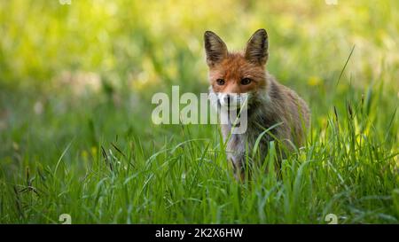 Rotfuchs aus einem Unterstand in einem hohen grünen Gras auf einer Wiese in der Sommernatur Stockfoto