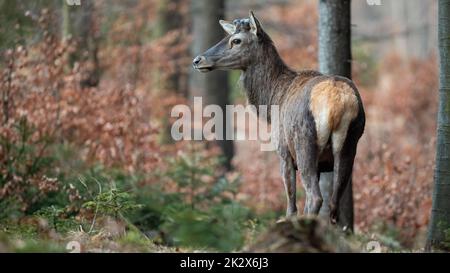 Rothirsch ohne Geweih nach dem Abgießen in der Frühlingsnatur Stockfoto