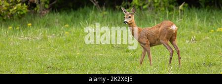 Ungestörte Rehe stehen auf einer grünen Wiese in der sommerlichen Natur Stockfoto