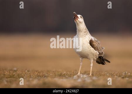 Junge kaspische Möwe, die im Frühling mit offenem Schnabel kreischt, während sie auf einer Wiese sitzt Stockfoto