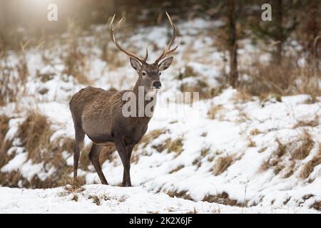 Horizontales Foto des Rothirschhirsches auf einer mit Schnee bedeckten Lichtung mit Kopierraum Stockfoto