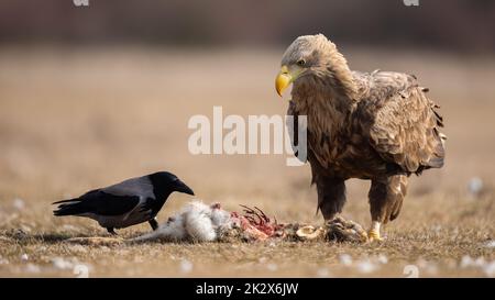 Seeadler und Nebelkrähe, die in der Natur des Frühlings tote Tiere behutseln Stockfoto