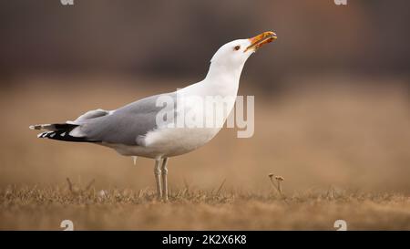 Erwachsene kaspische Möwe, die im Herbst auf dem Boden sitzt und ruft Stockfoto