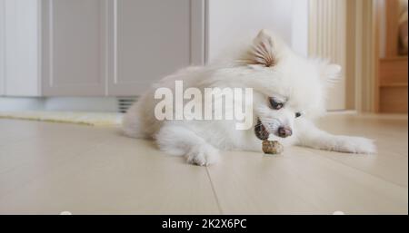 Pommersche Hundekaubehandlung für saubere Zähne und gesundes Zahnfleisch Stockfoto