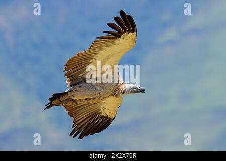 Kapgeier im Flug - Südafrika Stockfoto