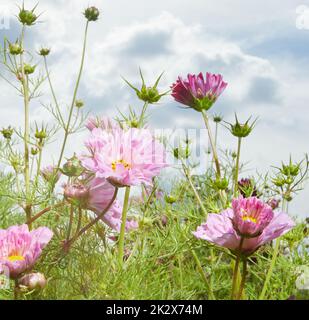 Cosmos Blumen blühen auf der Wiese Stockfoto