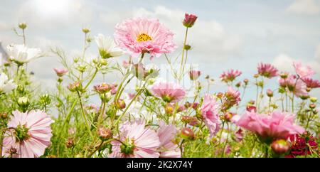 Weiße und rosafarbene Blüten, die bei Tageslicht blühen Stockfoto