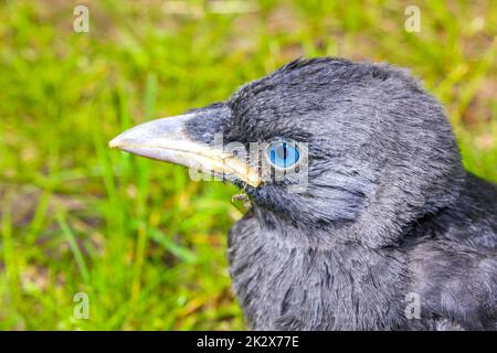 Schwarze Krähenjackdaw mit blauen Augen, die im grünen Gras sitzen. Stockfoto