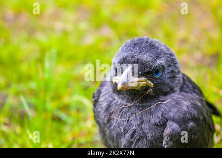 Schwarze Krähenjackdaw mit blauen Augen, die im grünen Gras sitzen. Stockfoto