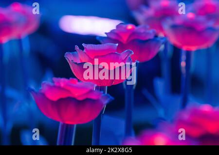 Die Lichter sind als Blumen dekoriert, um bei Nacht auf dem Festival schönes Licht zu schaffen. Stockfoto