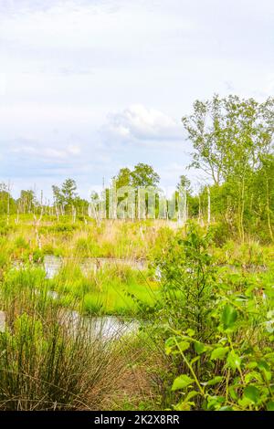 Moormoor Sumpf Teich See grüne Pflanzen Wald Deutschland. Stockfoto