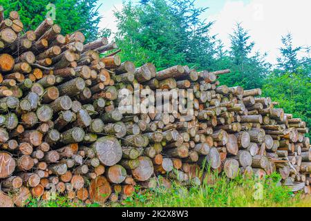 Abgesägt und gestapelt Baumstämme Wälder, die Deutschland säubern. Stockfoto