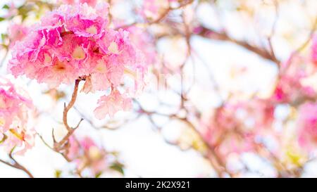 Selektiver Fokus weiches Licht schöne rosa Trompete Blume oder Tabebuia Heterophylla Stockfoto