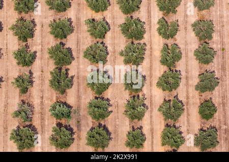 Olivenhaine wachsen auf Mallorca Mallorca Landschaft aus der Vogelperspektive in Spanien Stockfoto