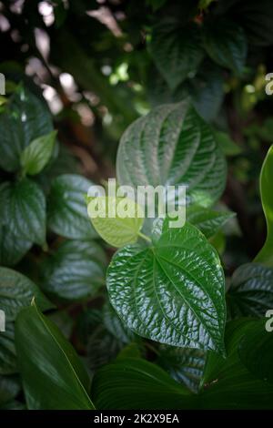 Frisches Betel Blatt (Piper betle) natürlichen Hintergrund . Stockfoto