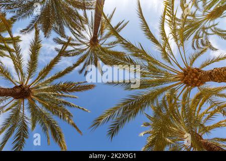 Palmen Hintergrund Alicante Alacant Palm Reise Urlaub in Spanien Stockfoto
