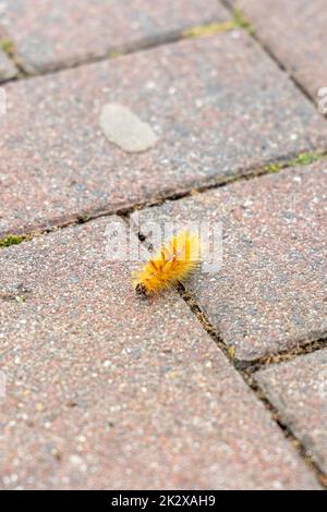 Die Raupe der Ahorneule, Acronicta aceris, auf einem Fußweg. Stockfoto