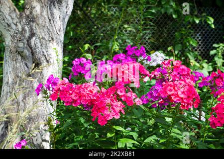 Gartenphlox paniculata, helle Sommerblumen. Blühende Phloxzweige im Garten an einem sonnigen Tag. Stockfoto